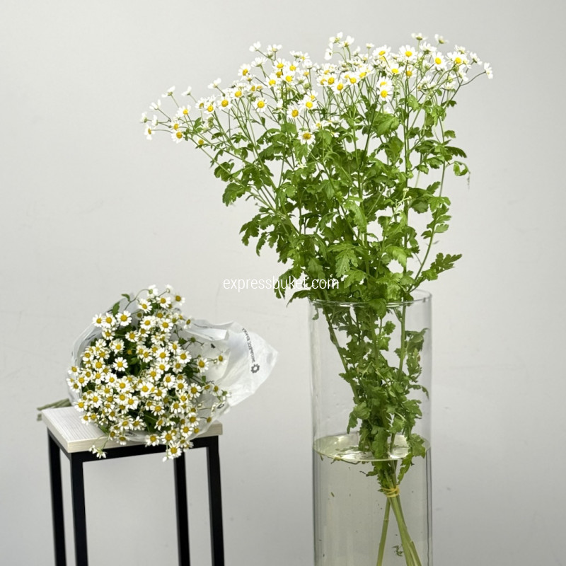 Танацетум, 5 шт