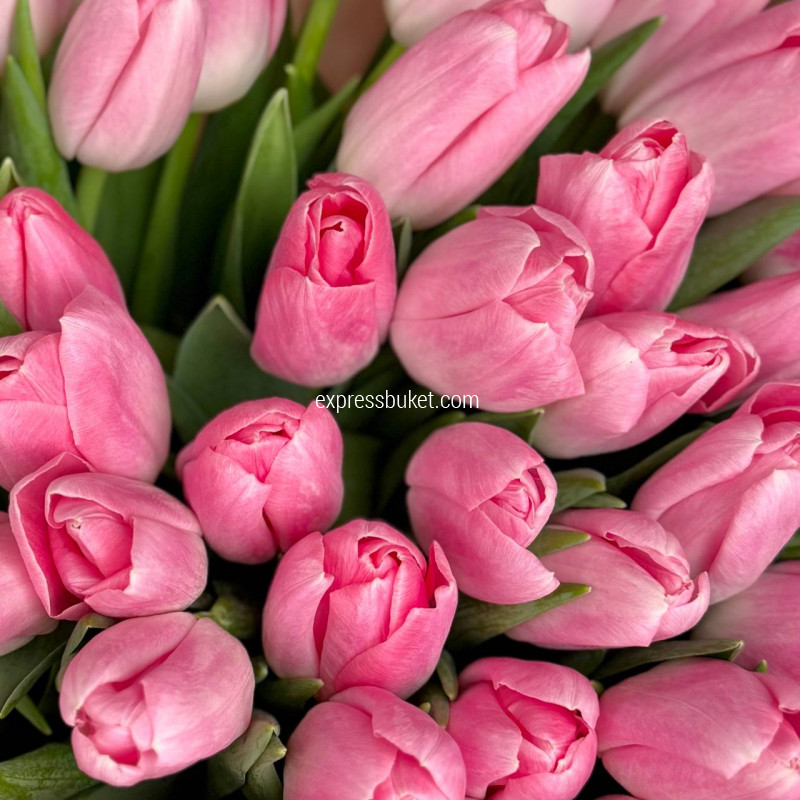 Нежно-розовые тюльпаны, 51 шт